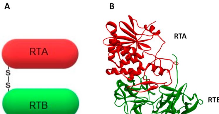 Understanding the Risks of Ricin and Its Biological Effects post thumbnail image