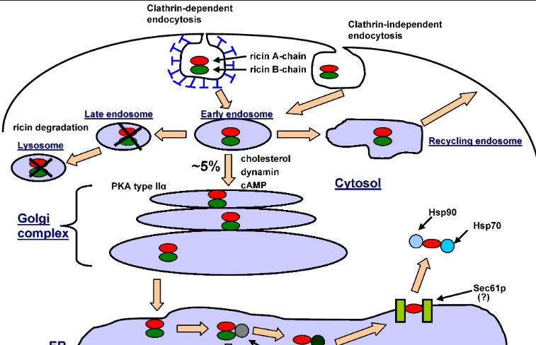 Understanding the Risks of Ricin and Its Biological Effects